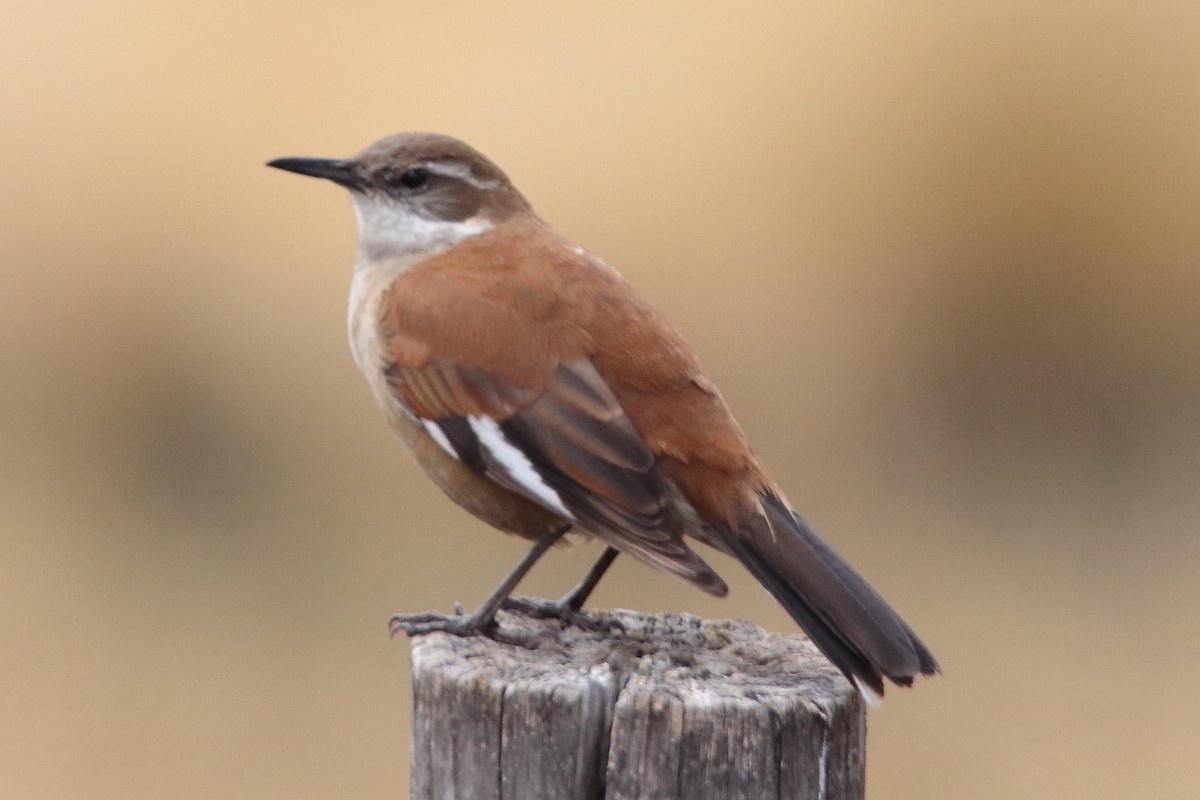 White-winged Cinclodes - ML642148038