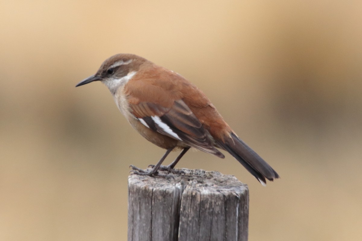 White-winged Cinclodes - ML642148039