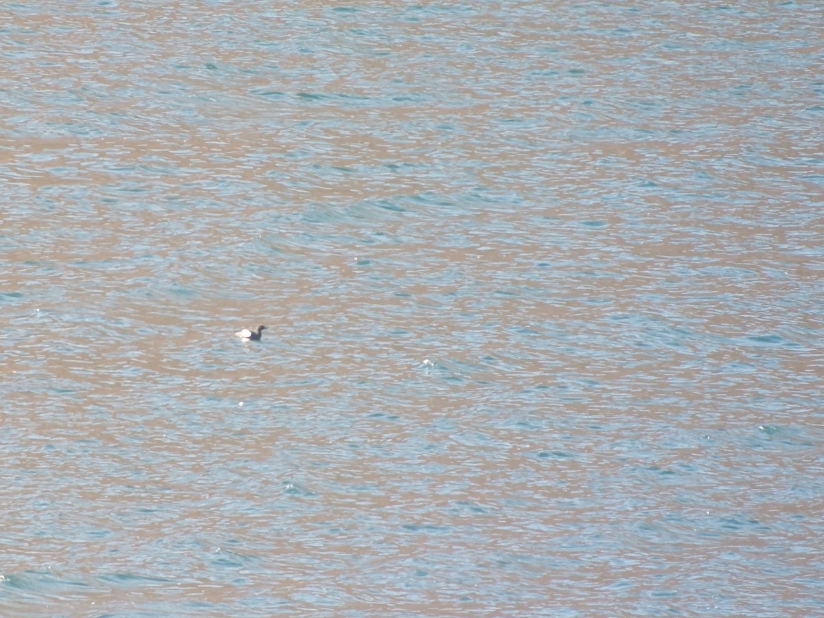 Black Guillemot - ML642148046