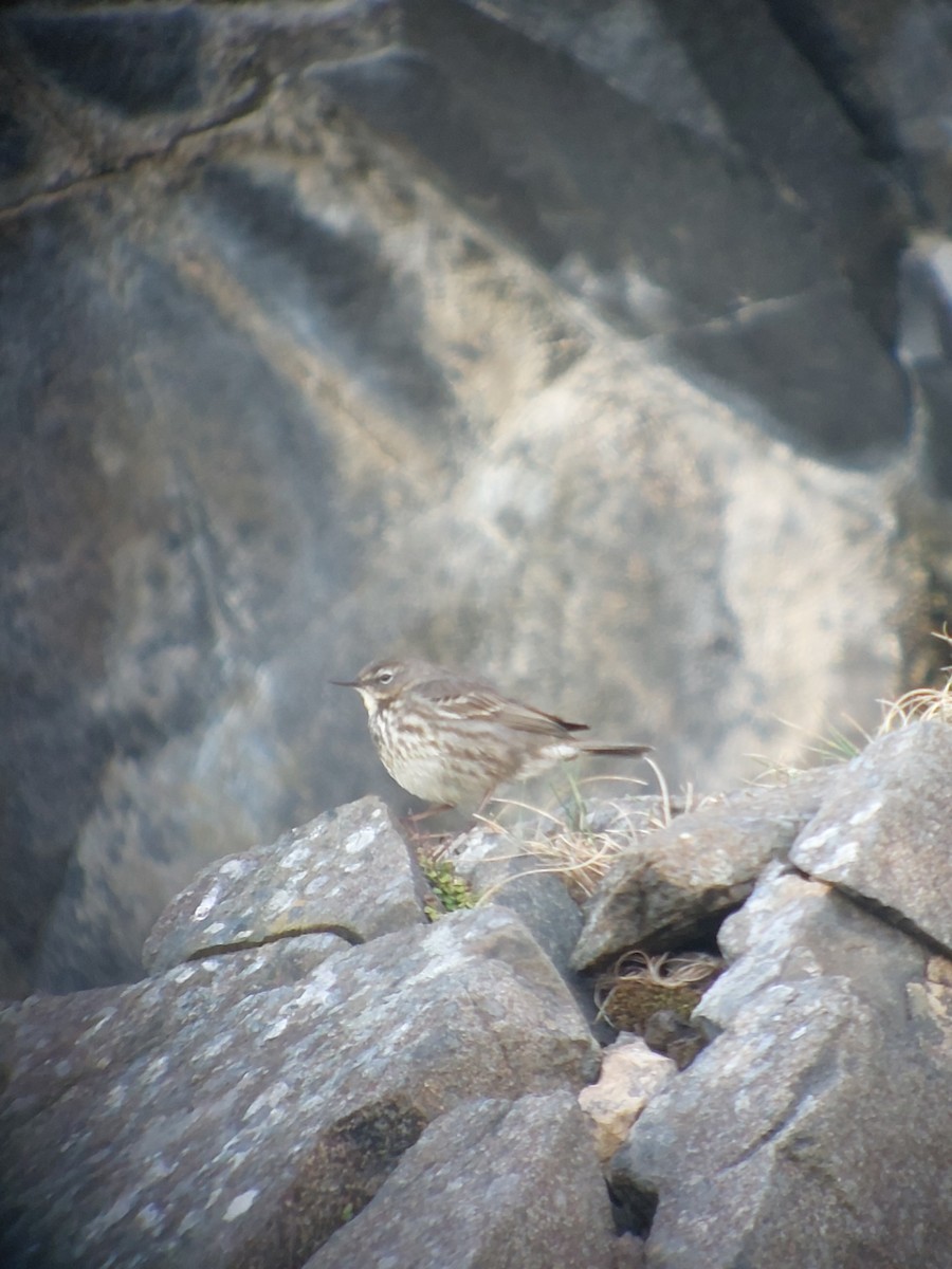 Rock Pipit - ML642148062
