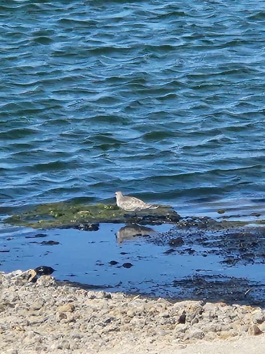 jespák rezavý - ML642148063