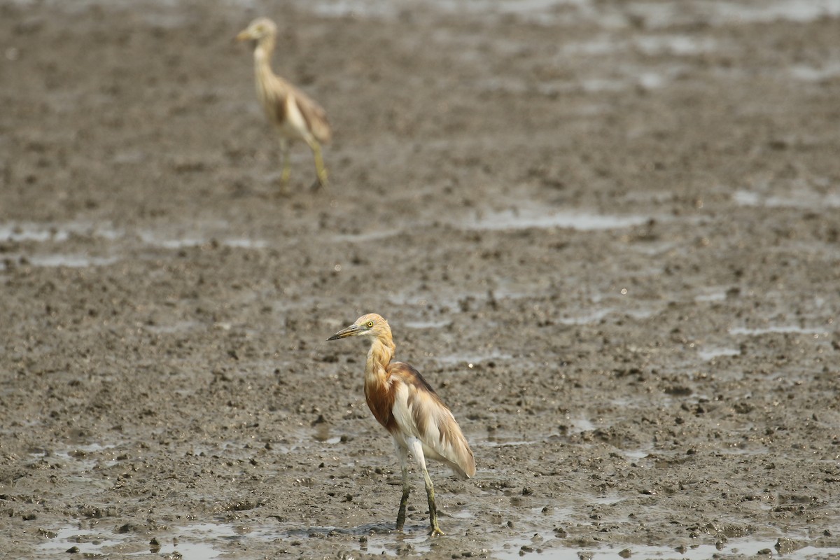 Javan Pond-Heron - ML642148083
