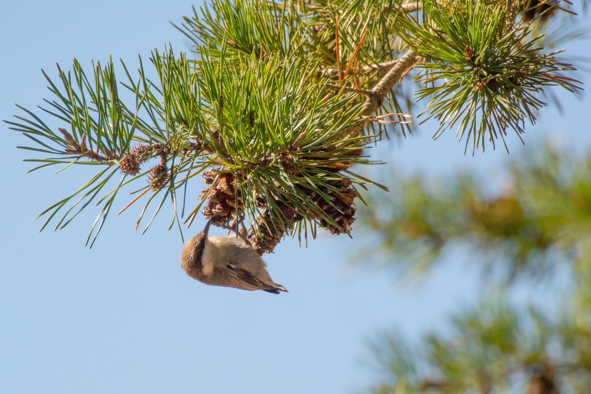 Brown-headed Nuthatch - ML642148092