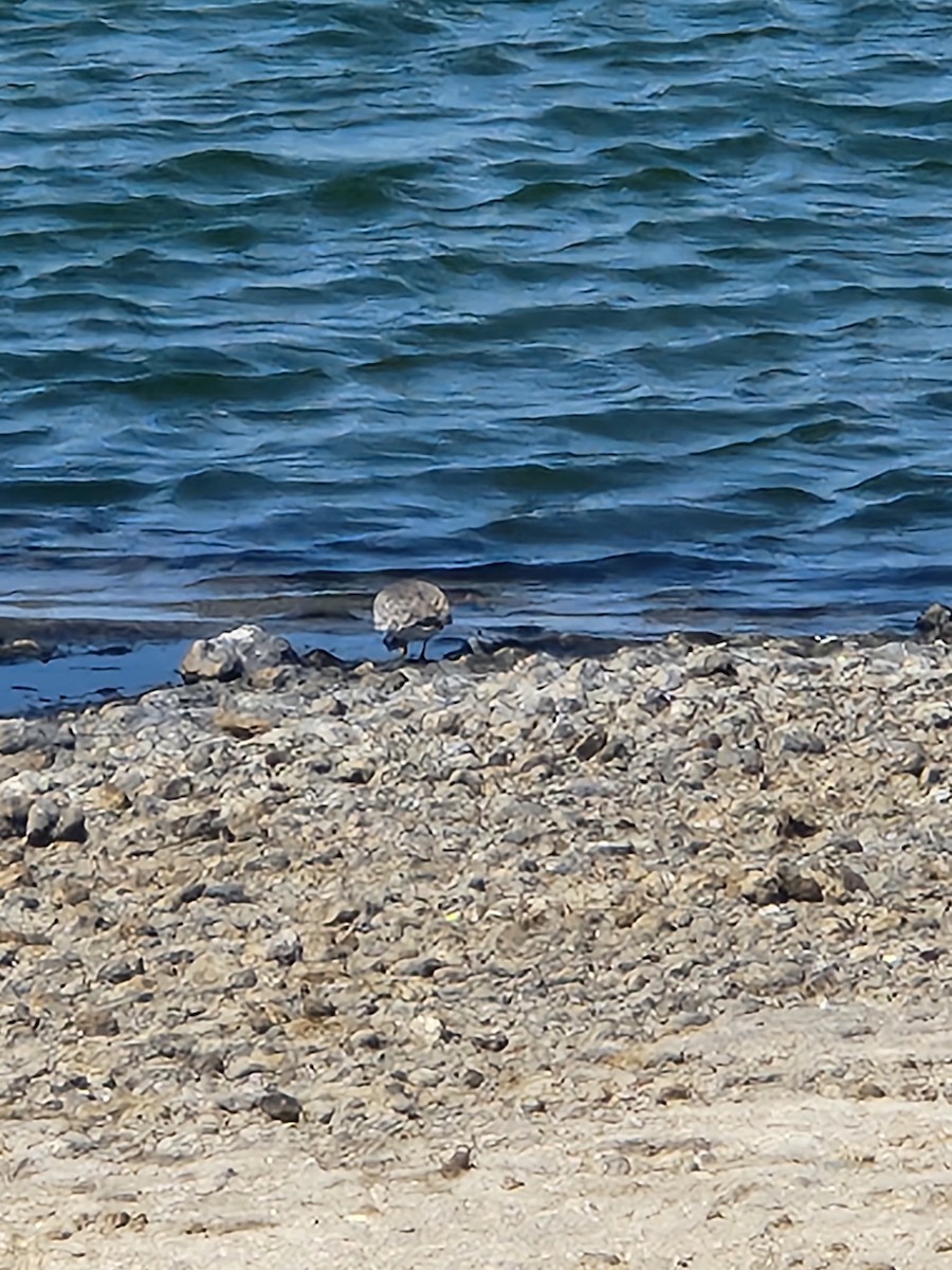 jespák rezavý - ML642148097