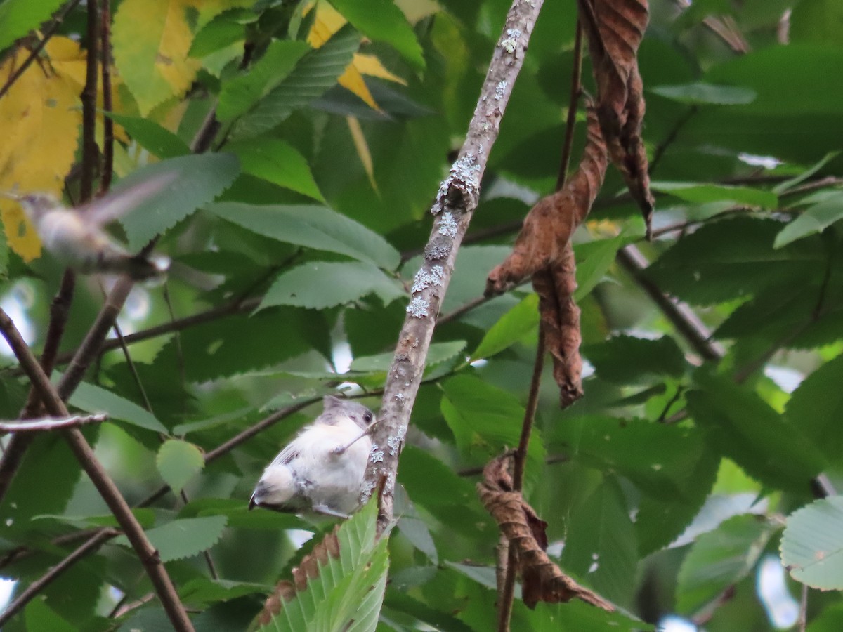 Tufted Titmouse - ML642148109