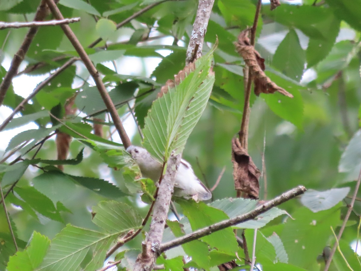Tufted Titmouse - ML642148110