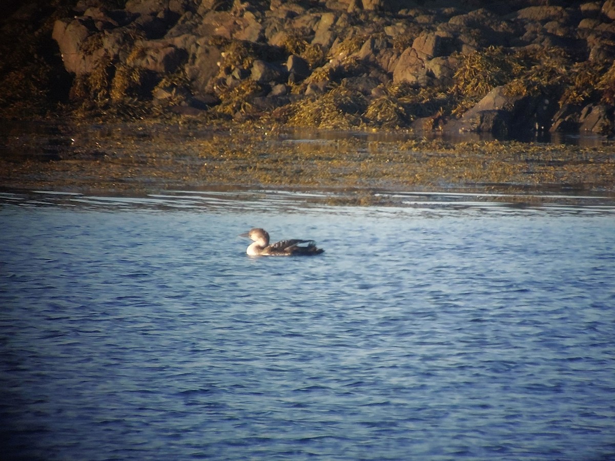 Common Loon - ML642148120