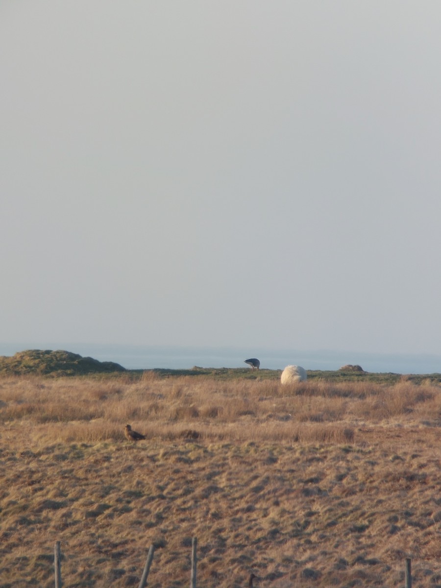 Great Skua - ML642148136
