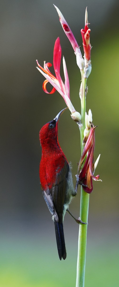 Karmesinnektarvogel - ML642148139