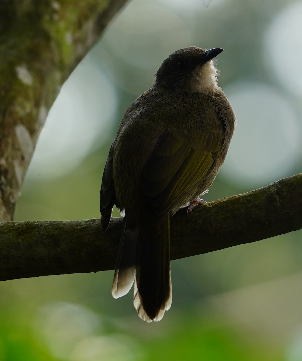 Bulbul à ailes olive - ML642148141