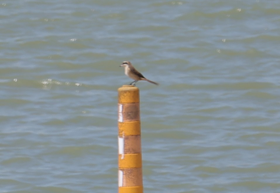 Brown Shrike - ML642148143
