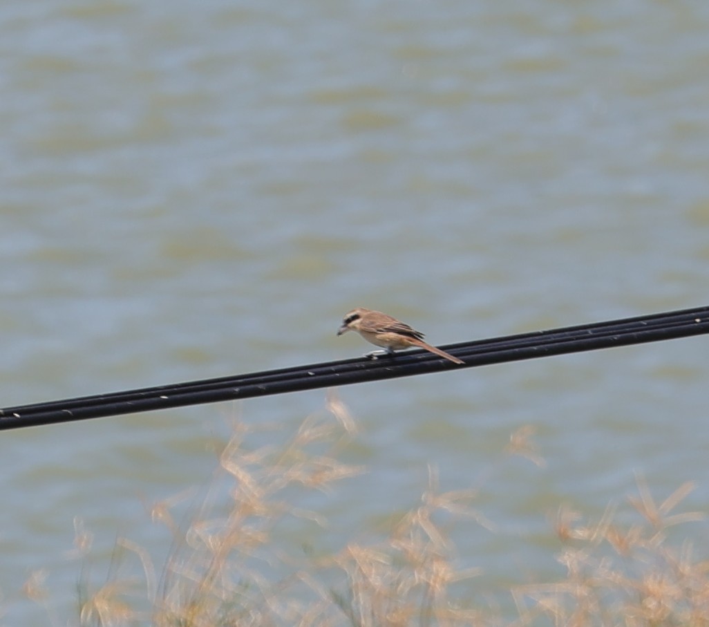 Brown Shrike - ML642148144