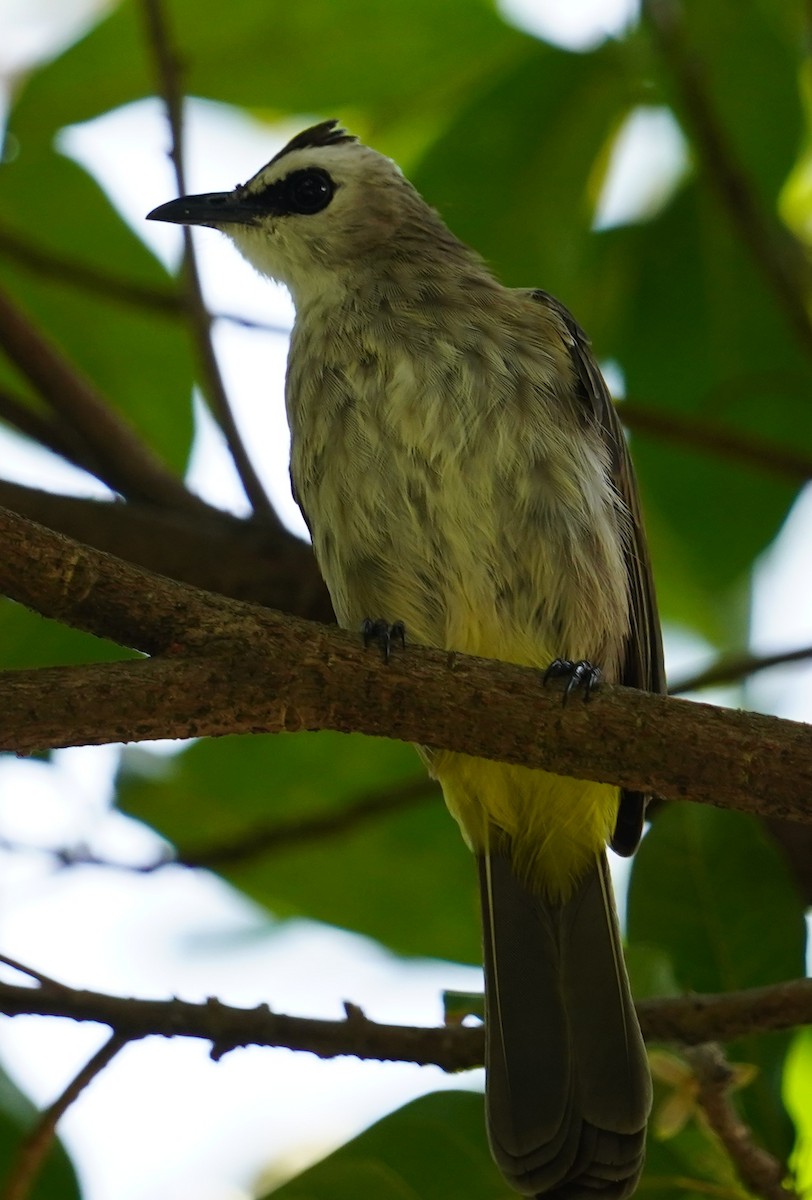 Bulbul goiavier - ML642148162