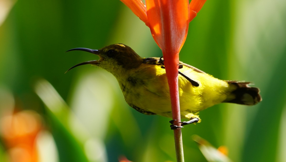 Ornate Sunbird - ML642148173