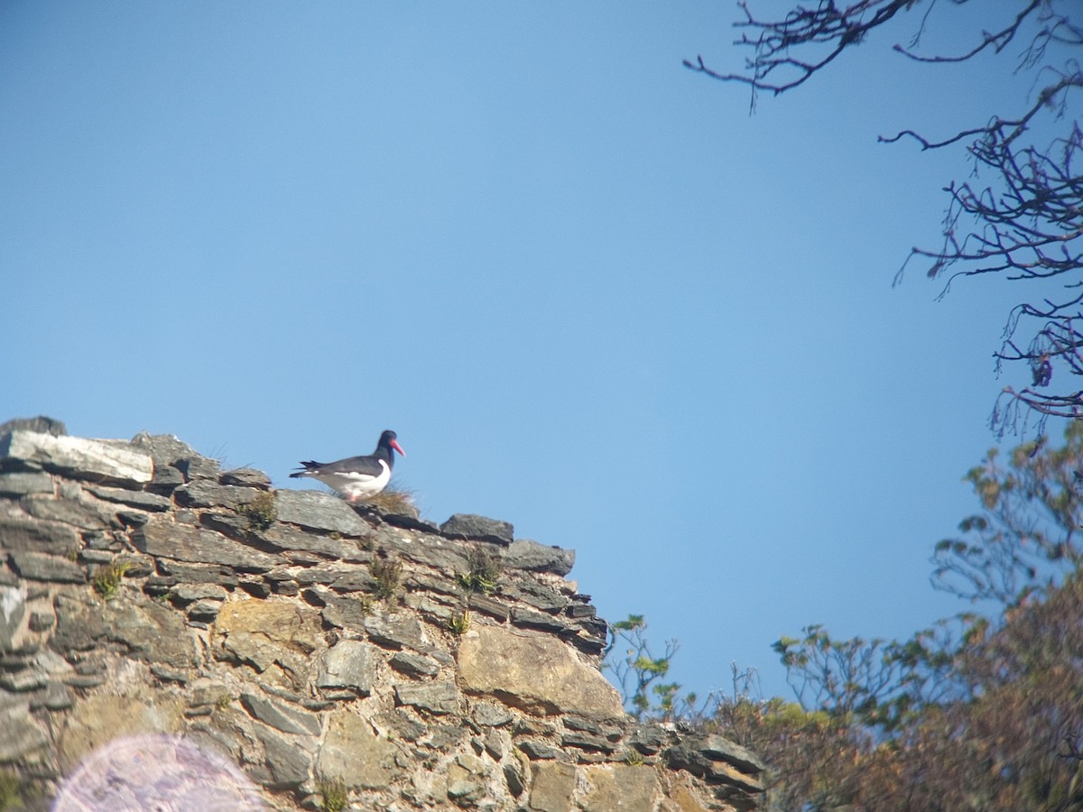 Eurasian Oystercatcher - ML642148193