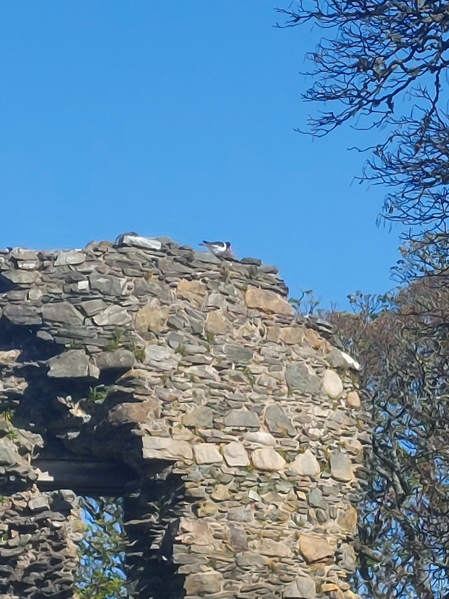 Eurasian Oystercatcher - ML642148194