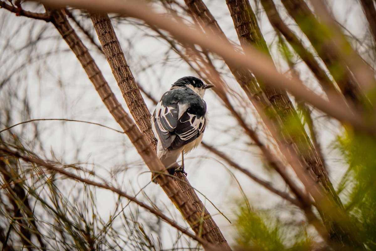 White-winged Triller - ML642148219