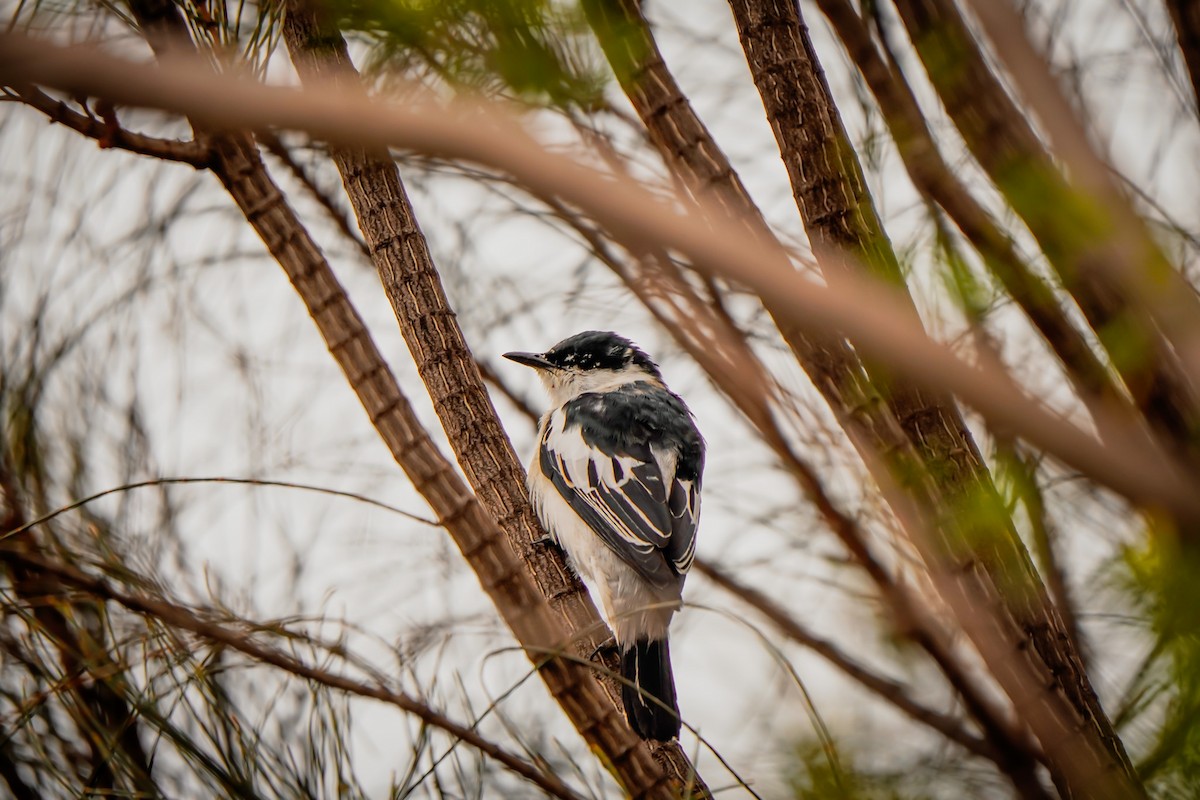 White-winged Triller - ML642148220