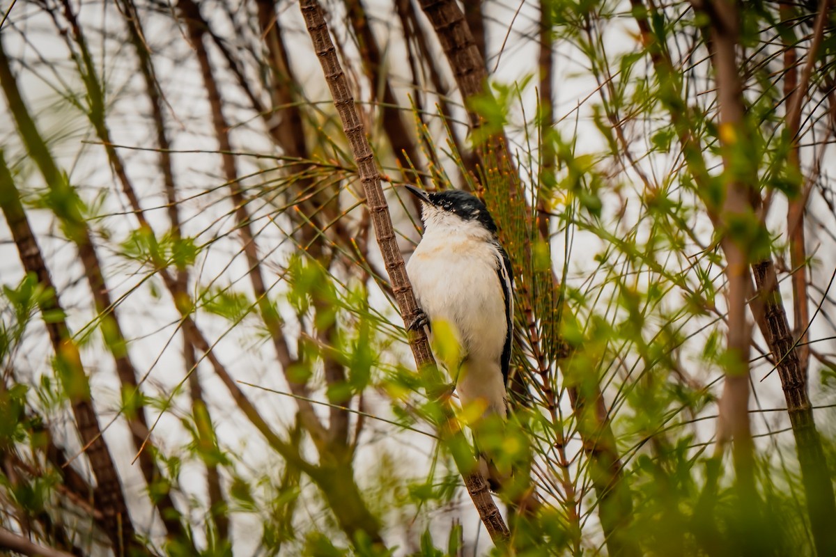 White-winged Triller - ML642148222