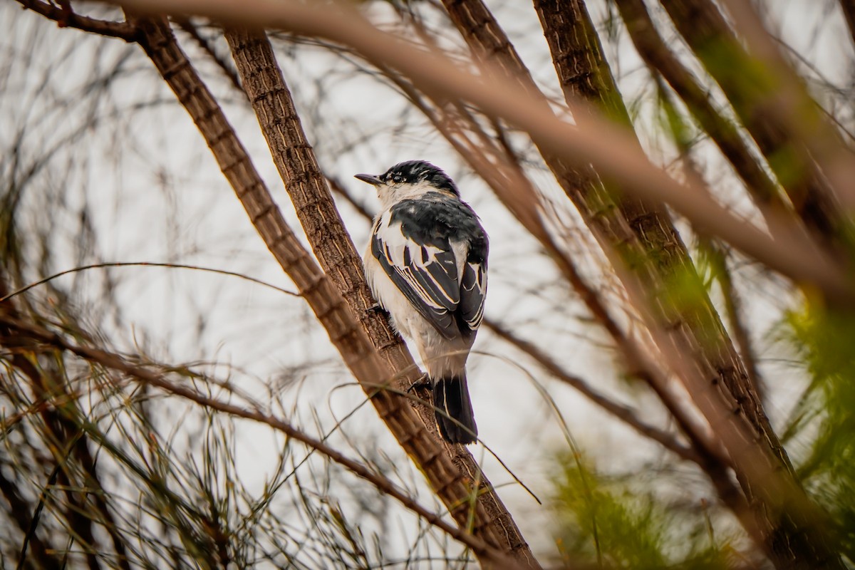 White-winged Triller - ML642148223