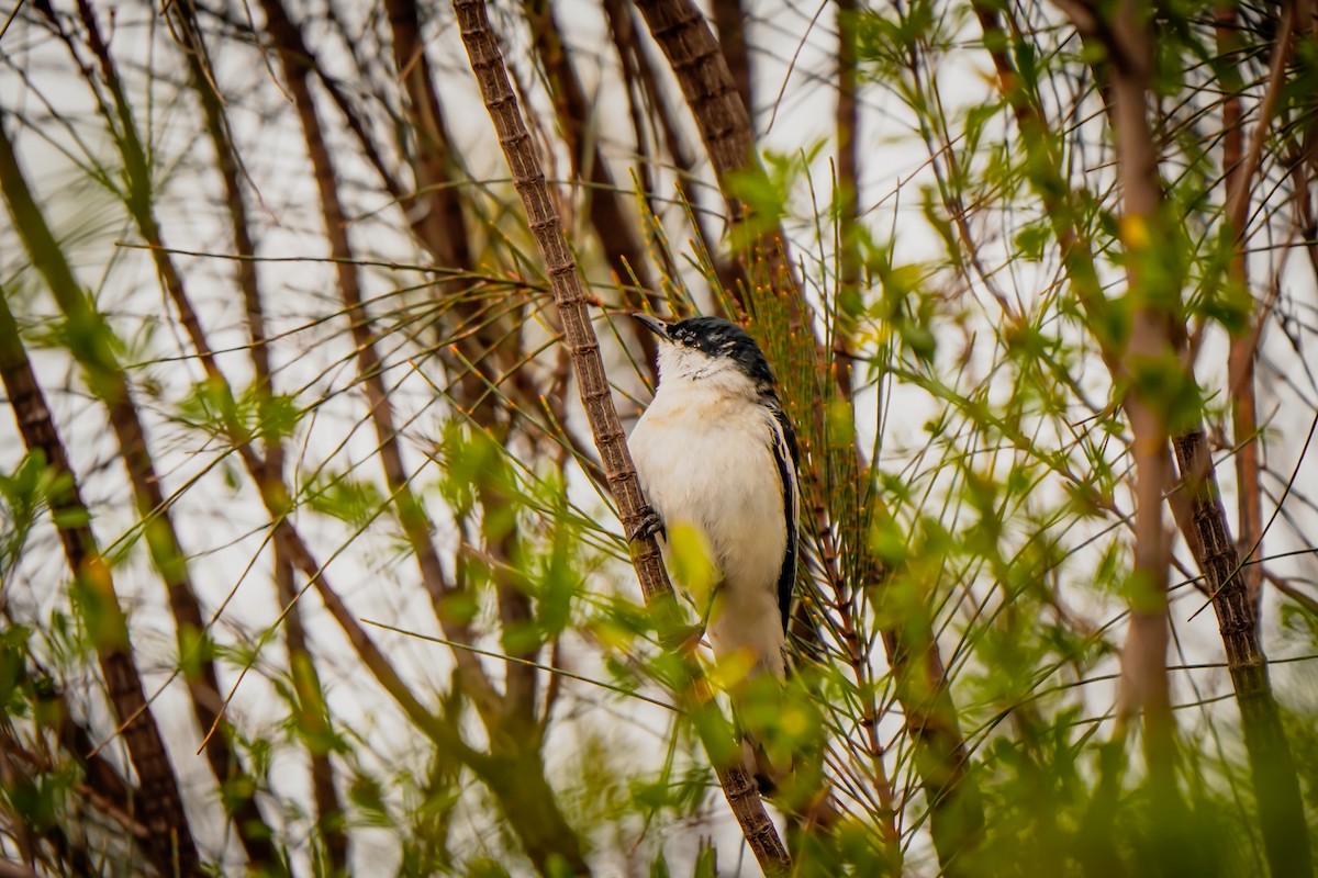 White-winged Triller - ML642148226