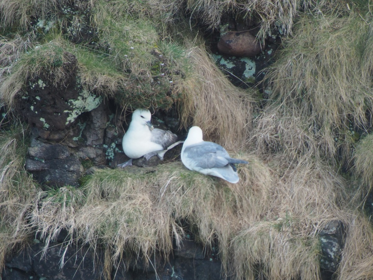 Northern Fulmar - ML642148252