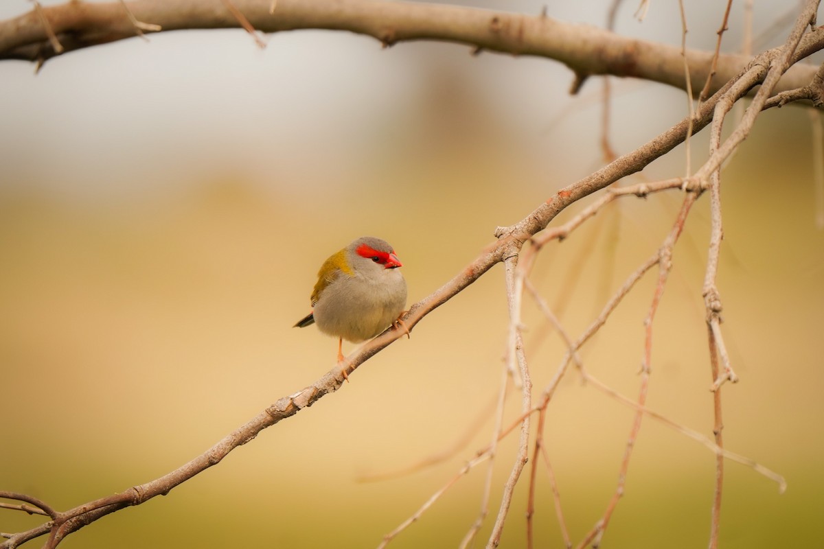 Red-browed Firetail - ML642148259