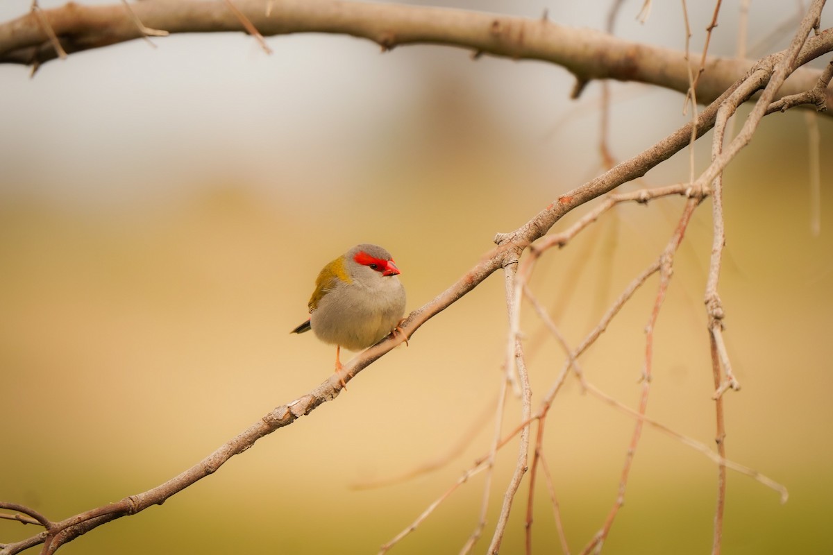 Red-browed Firetail - ML642148260