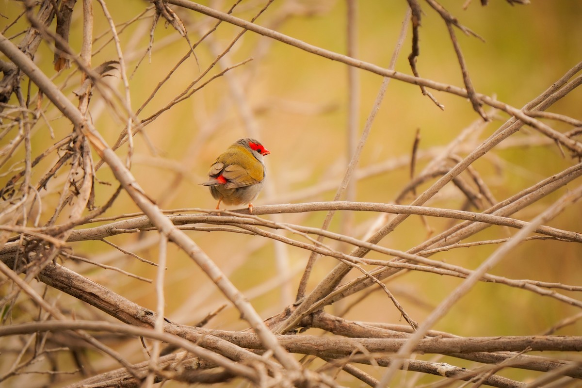 Red-browed Firetail - ML642148262