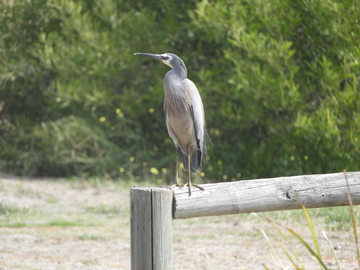 White-faced Heron - ML642148286