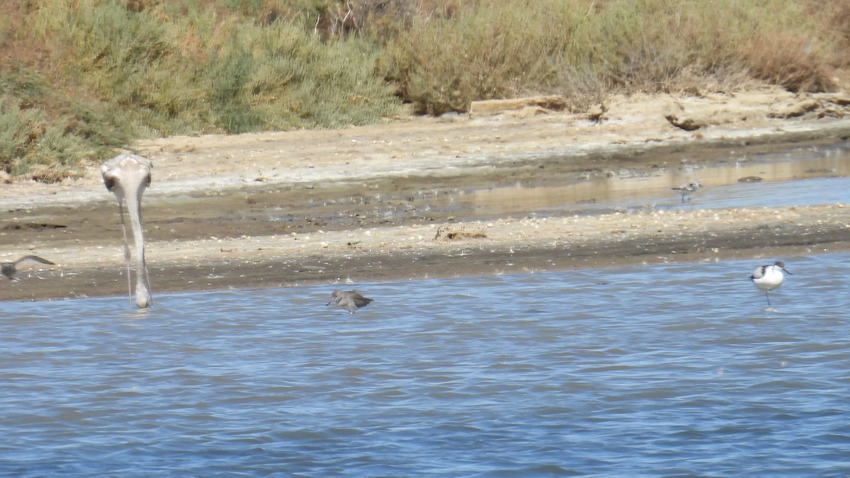 Pied Avocet - ML642148287