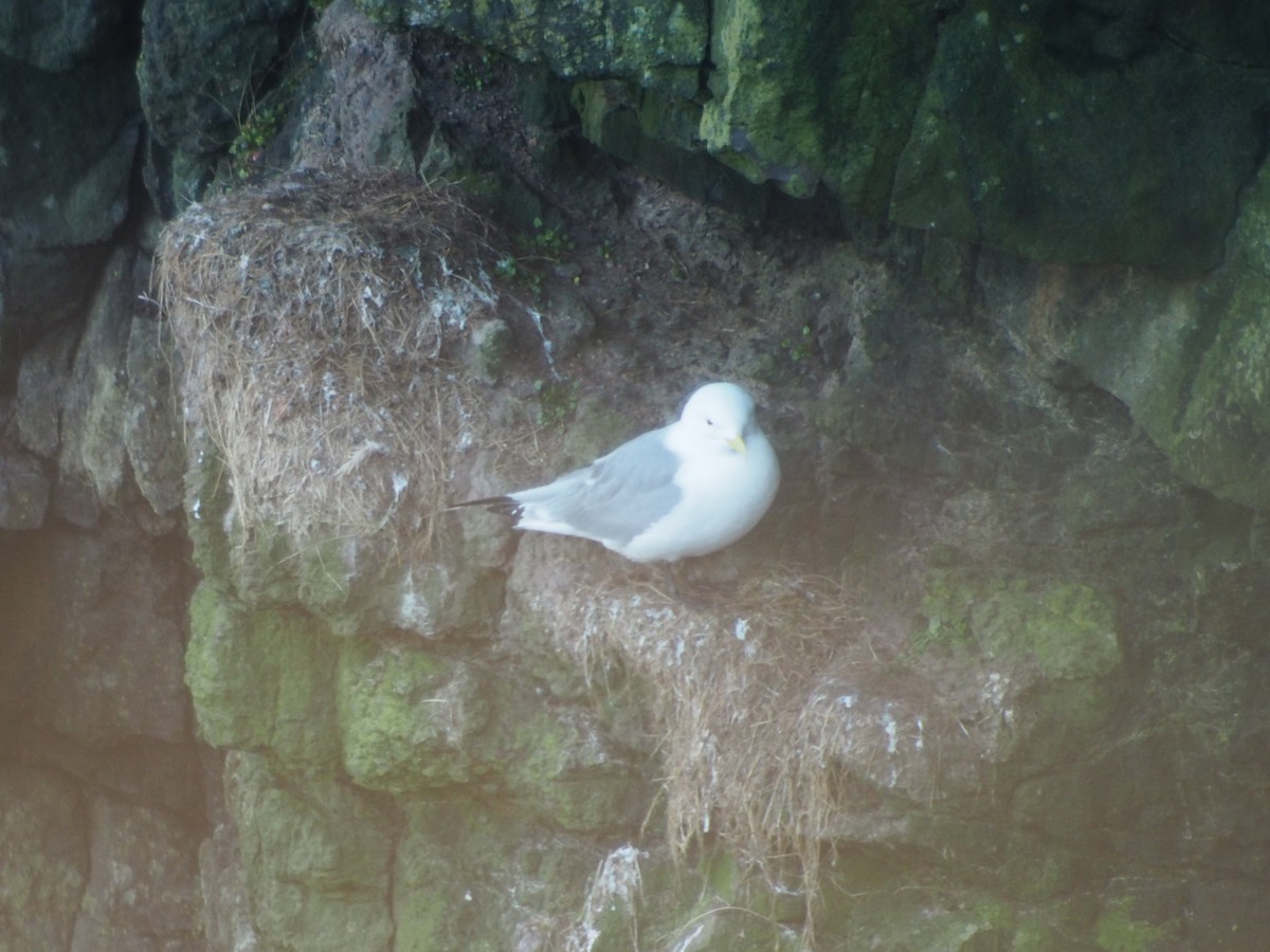 Black-legged Kittiwake - ML642148288