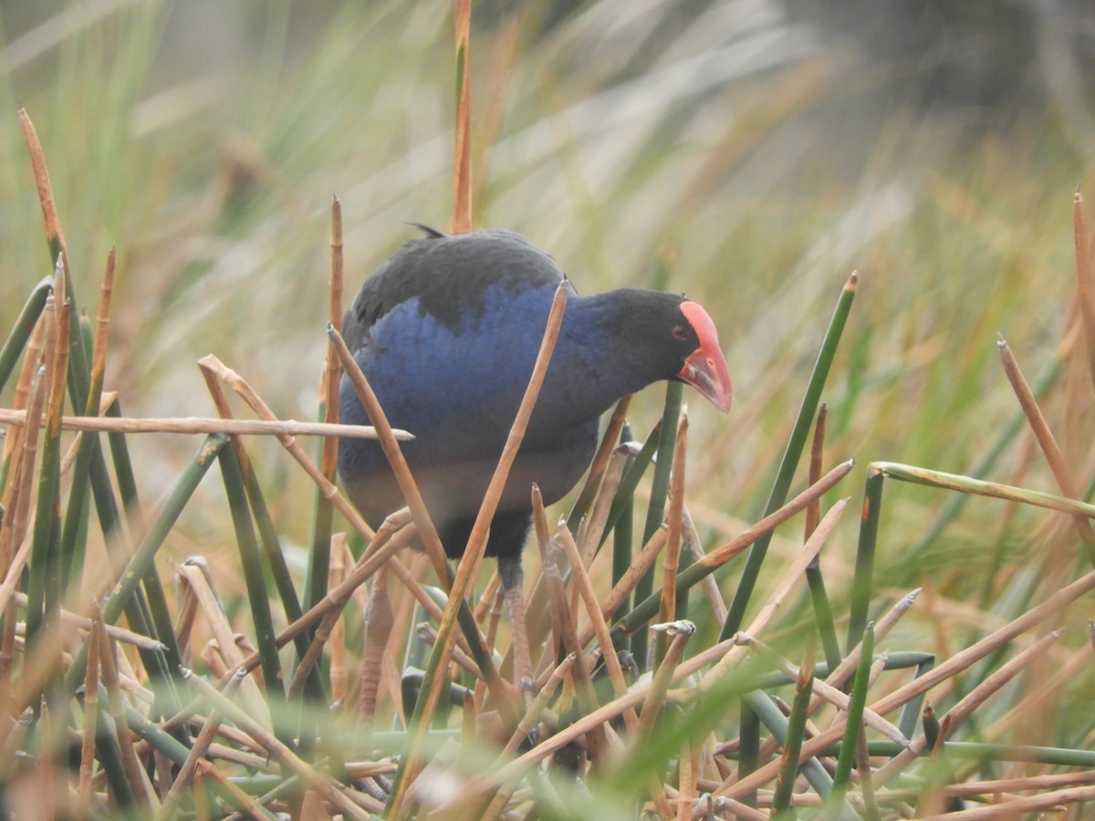 Australasian Swamphen - ML642148324