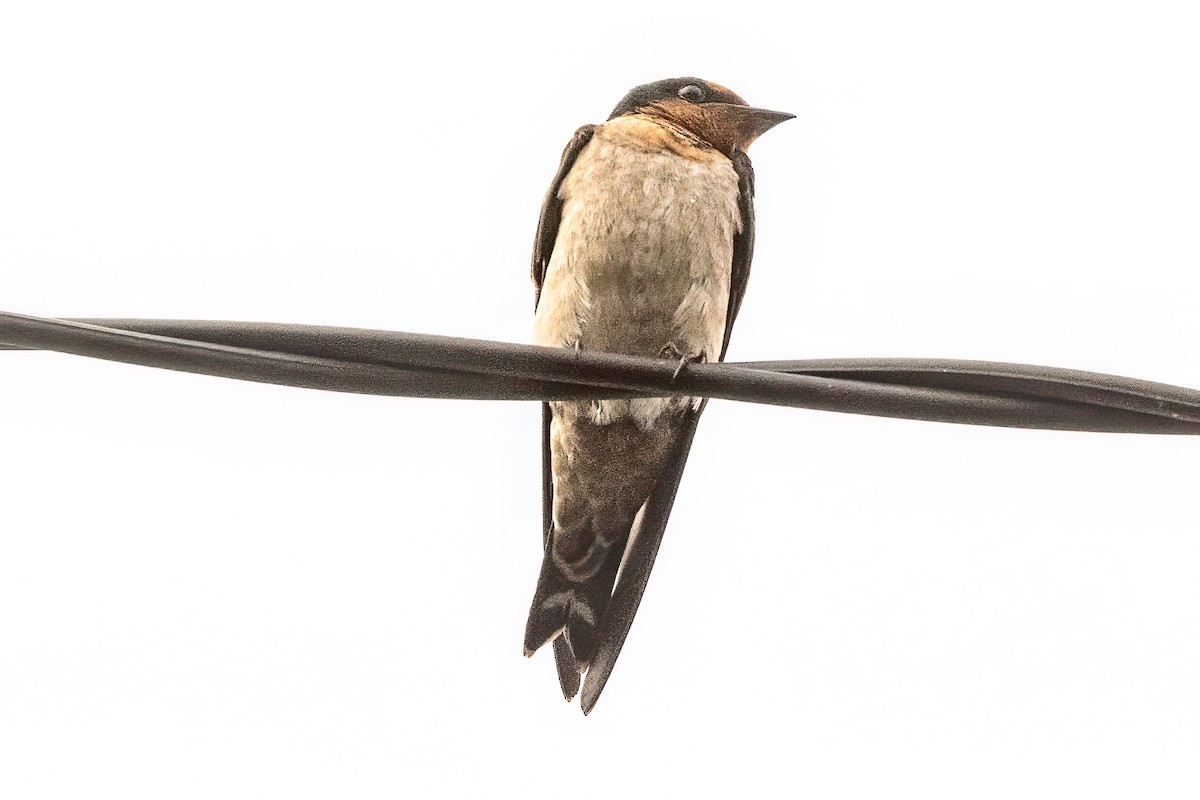Pacific Swallow - ML642148335