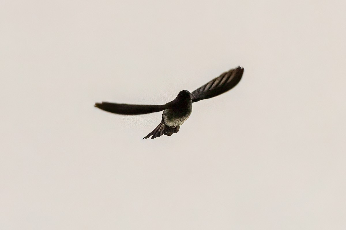 epidotsalangan - ML642148337