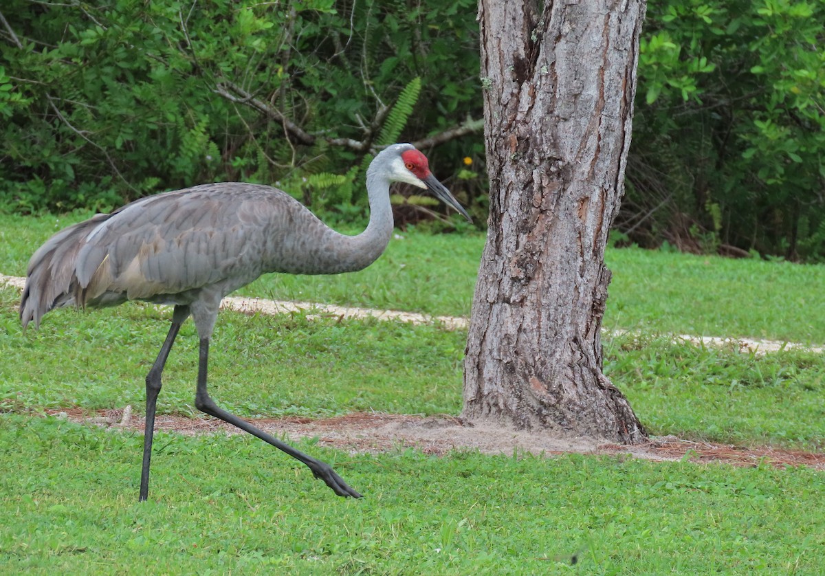 Орог тогоруу - ML642148345