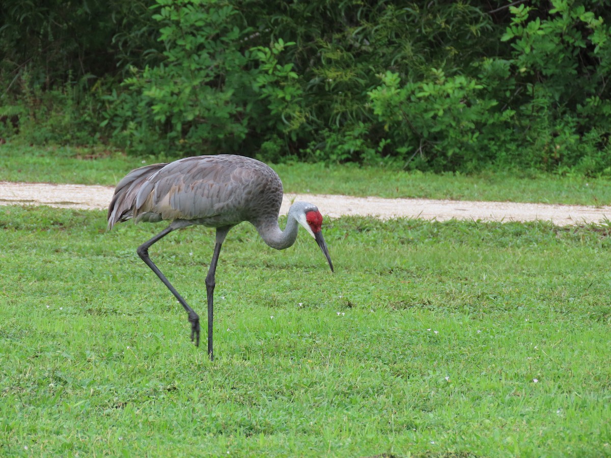 Sandhill Crane - ML642148346