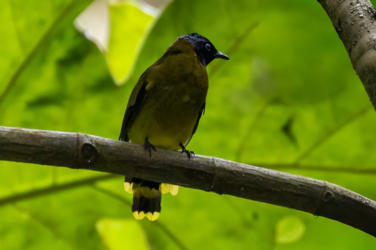 Black-headed Bulbul - ML642148350