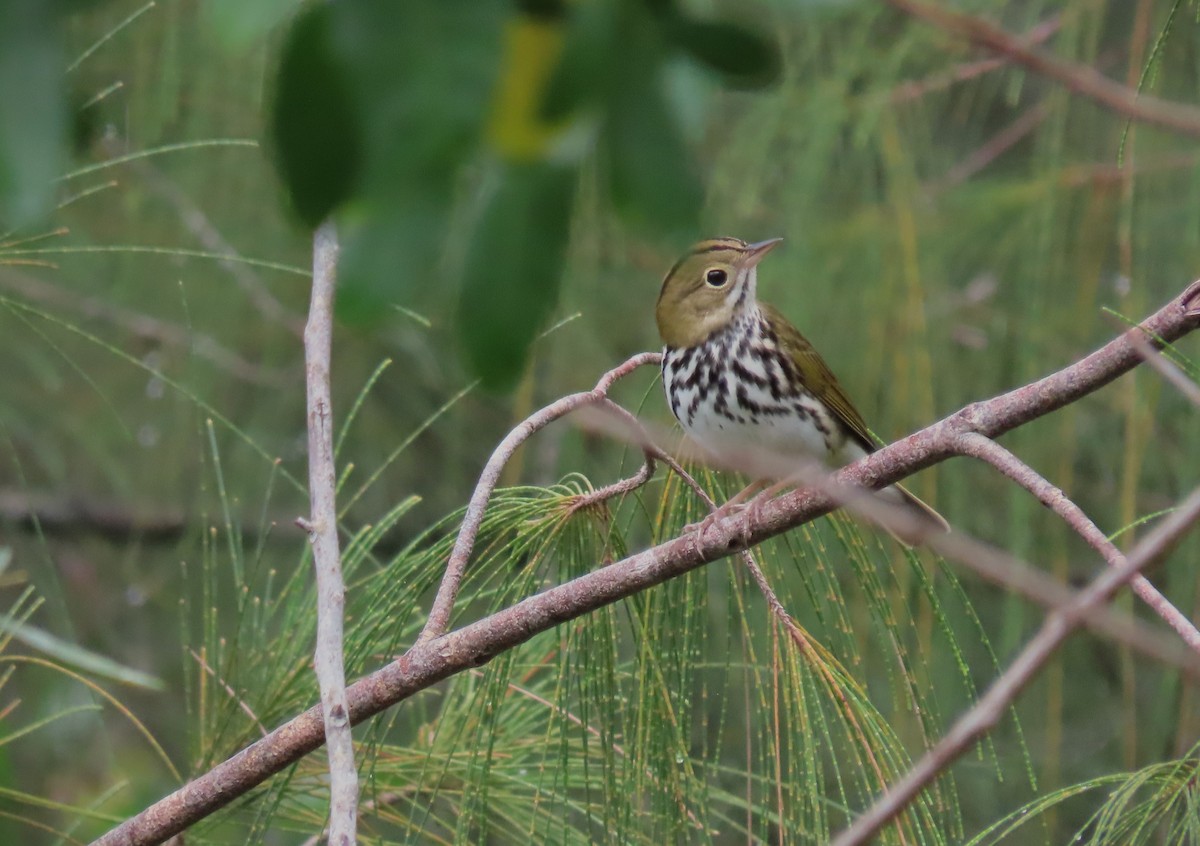 Ovenbird - ML642148351