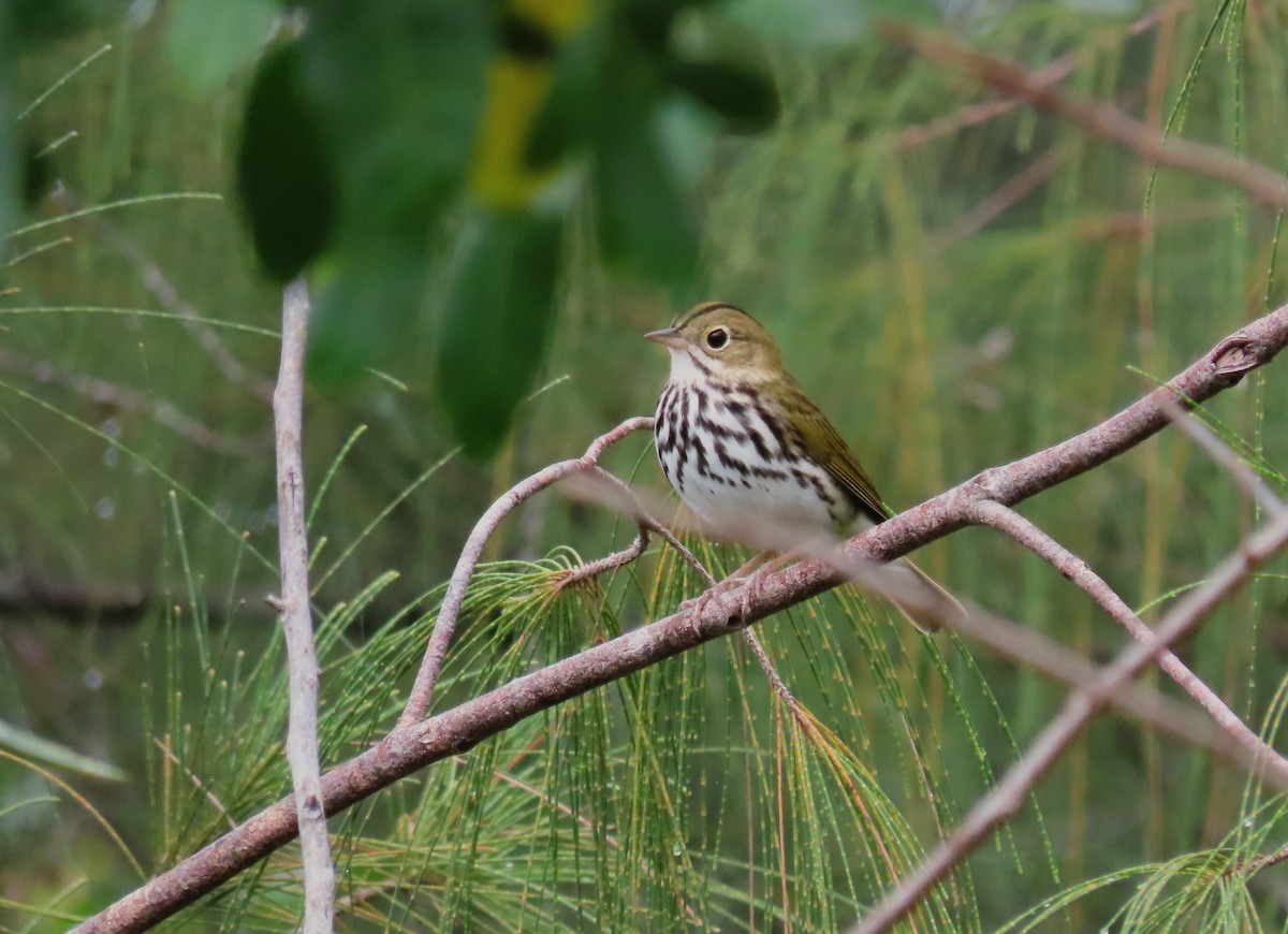 Ovenbird - ML642148352