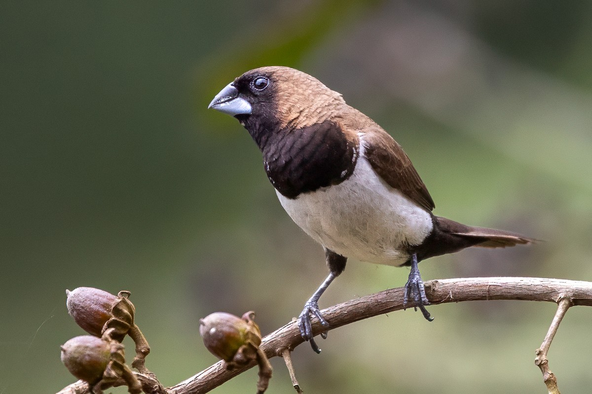 Javan Munia - ML642148353