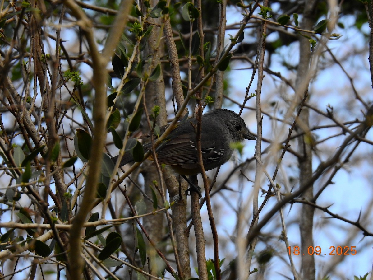 Variable Antshrike - ML642148356