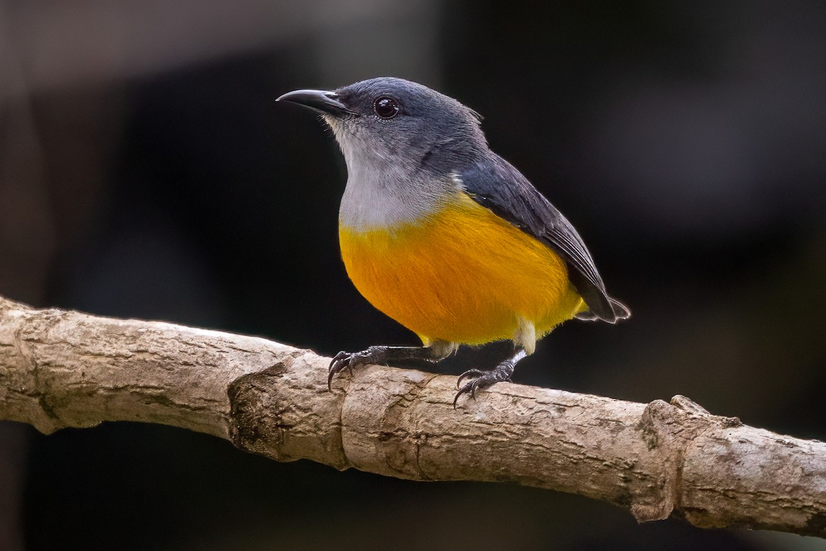 Orange-bellied Flowerpecker - ML642148357