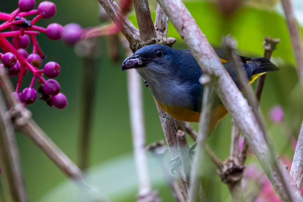 Orange-bellied Flowerpecker - ML642148358