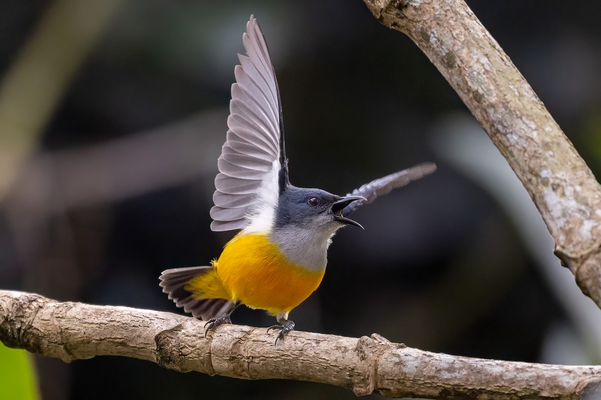 Orange-bellied Flowerpecker - ML642148360