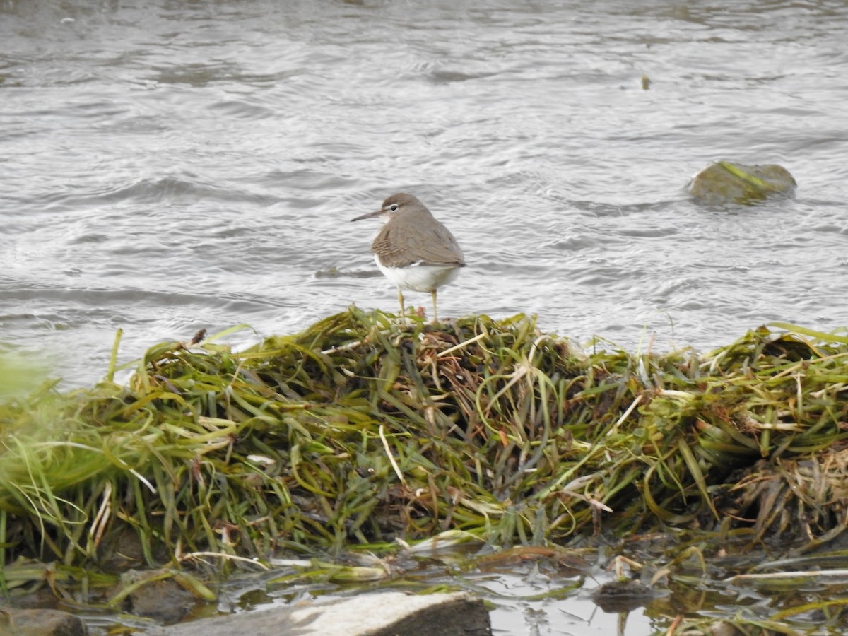 Spotted Sandpiper - ML642148361