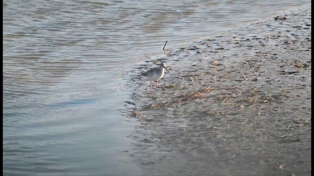 Spotted Redshank - ML642148362