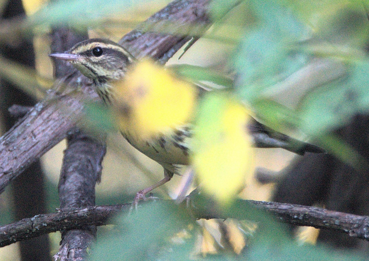 Northern Waterthrush - ML642148363