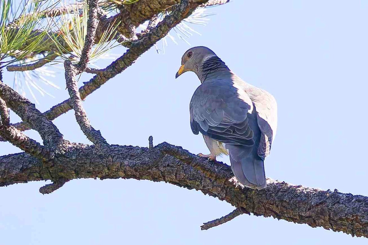 Band-tailed Pigeon - ML642148366