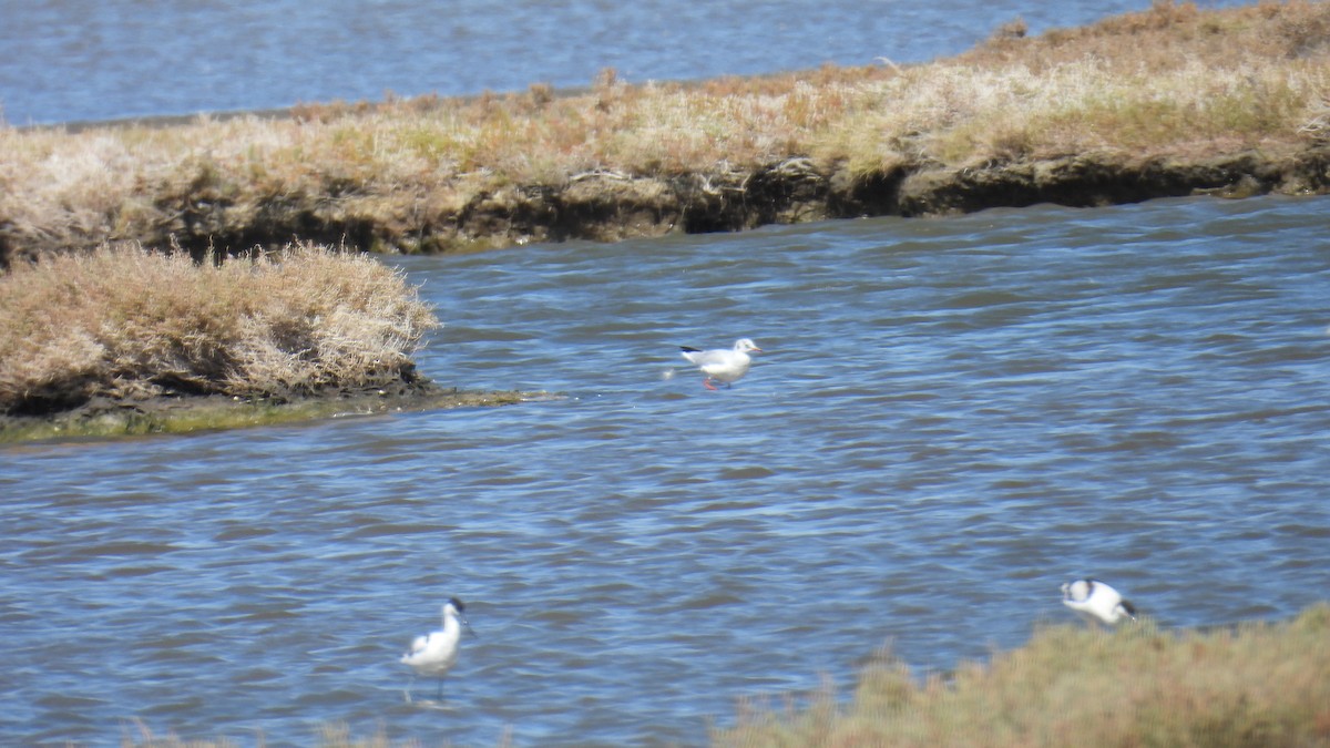 Black-headed Gull - ML642148367